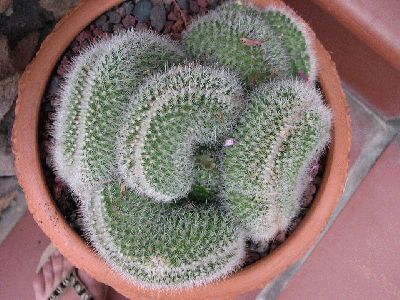 normal_mammillaria%20spino%20cristata.jpg