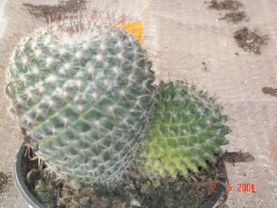 normal_Mammillaria%20woodsii.jpg