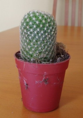 normal_mammillaria.jpg