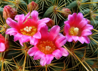 normal_Mammillaria_rekoi_ssp_aureispina_e2.jpg
