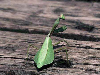 normal_mantis%7E2.jpg