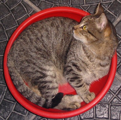normal_mascotas%20024.jpg