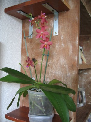 normal_masorquis8.jpg