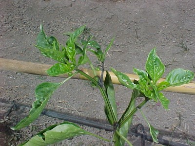normal_mata%20de%20pimiento.JPG