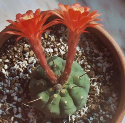 normal_Matucana%202.jpg
