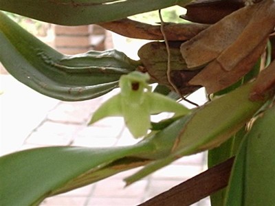 normal_Maxillaria%20no%20id%20(1).JPG