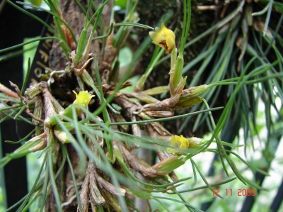 normal_Maxillaria%20vitelliniflora%20.jpg
