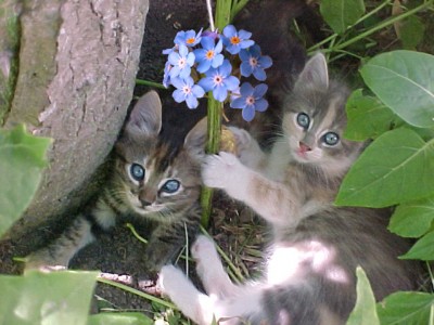 normal_melange%20y%20tigre%20con%20no%20me%20olvides.jpg