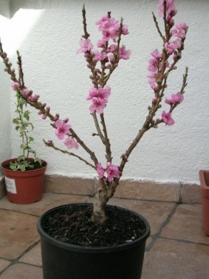 normal_melocotonero%20en%20flor.jpg