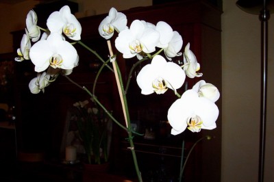 normal_Mi%20phal%20Florecida..jpg