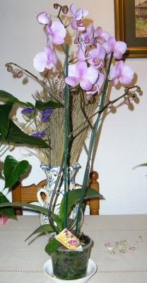 normal_Mi%20Phalaenopsis.jpg