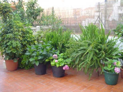 normal_Mi%20querido%20patio%20002.jpg
