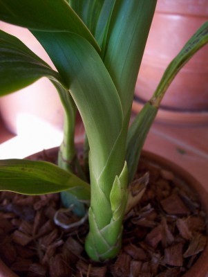 normal_Mi%20Zigopetalum%201.jpg