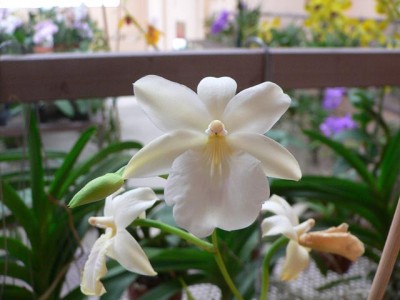 normal_Miltonia%20Regnellii.jpg