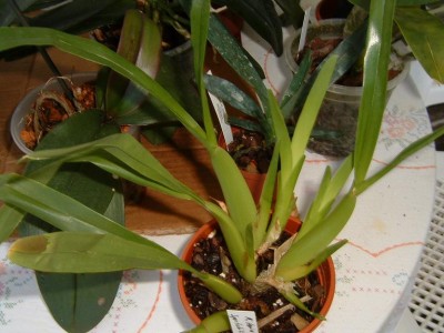 normal_miltonia%20spectabilis%20moreliana.JPG