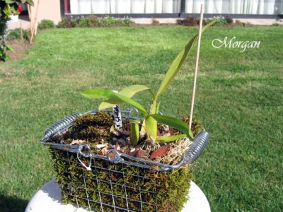 normal_Miltonia%20spectabilis%20planta00.jpg