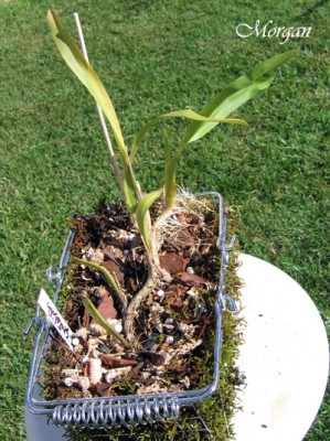 normal_Miltonia%20spectabilis%20planta02.jpg