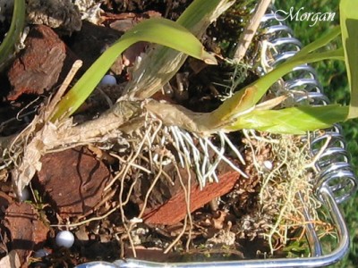 normal_Miltonia%20spectabilis%20planta03.jpg