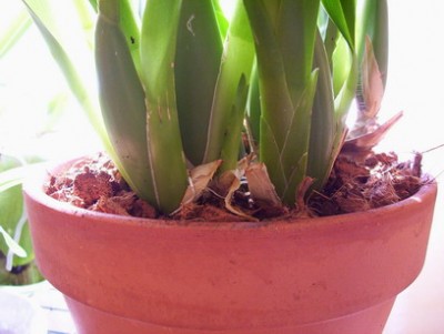 normal_Miltonia..jpg