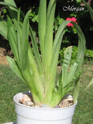 normal_Miltoniopsis%20planta%20brotes.jpg
