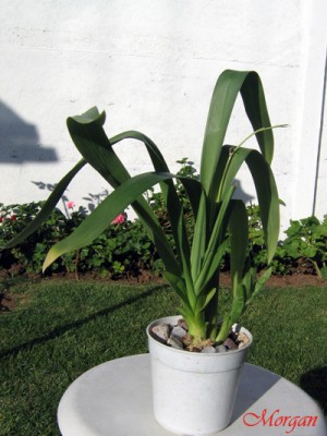 normal_Miltoniopsis%20planta00.jpg