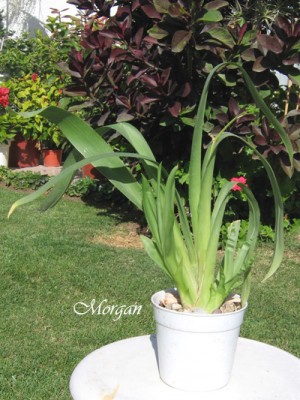 normal_Miltoniopsis%20planta01.jpg