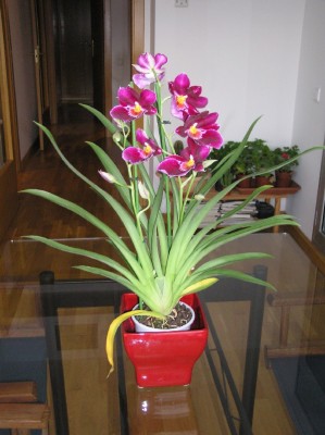 normal_Miltoniopsis.jpg