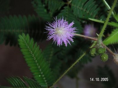 normal_MIMOSA%20P%DADICA.jpg