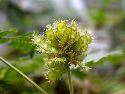 normal_Mimosa.pudicasemillas.jpg
