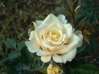 normal_miniatura%20crema.JPG