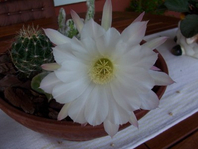 normal_Mis%20cactus.1.jpg