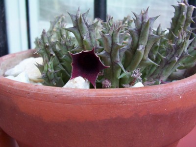 normal_Mis%20cactus2.jpg