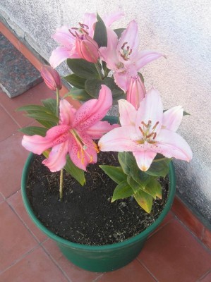 normal_Mis%20Liliums4.JPG