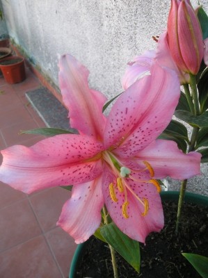 normal_Mis%20Liliums5.JPG