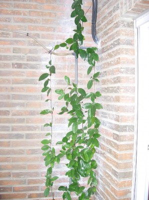 normal_Mis%20plantas%20001.jpg