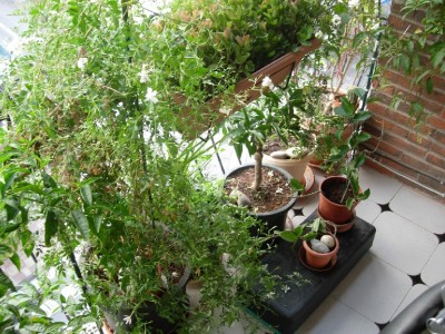 normal_Mis%20plantas%20003.jpg
