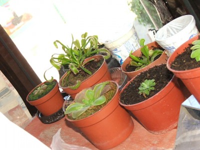 normal_mis%20plantitas.JPG