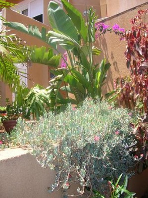 normal_mod%20JARDIN%20006.JPG