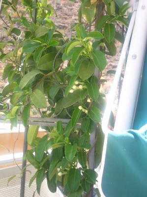 normal_mod%20stefp%20JARDIN%20002.JPG