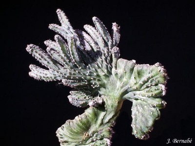 normal_Monvillea%20spegazinii%20f.%20cristata.JPG