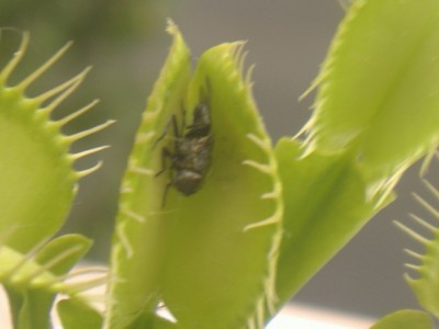 normal_mosca%20en%20trampa.JPG