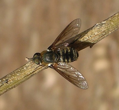 normal_mosca2.jpg