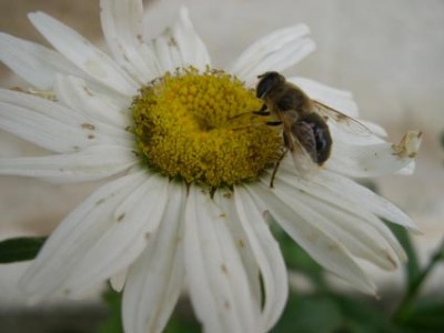 normal_moscabeja2.jpg
