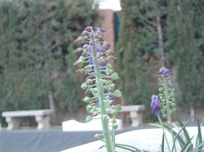 normal_Muscari%20en%20flor.JPG