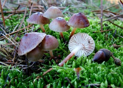 normal_Mycena%7E1.jpg