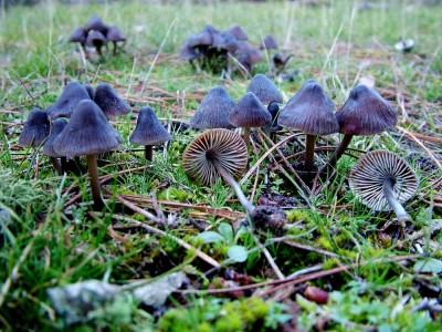 normal_Mycena%7E2.jpg