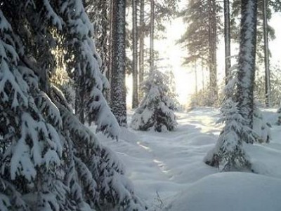 normal_natur119_febrero_05.jpg
