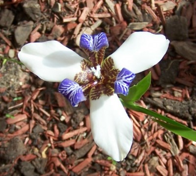 normal_neomarica%20bicolor%20gracilis1.JPG
