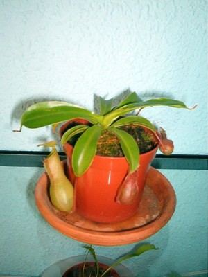 normal_nepenthes%201.JPG