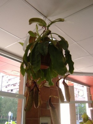 normal_Nepenthes%20miranda.JPG